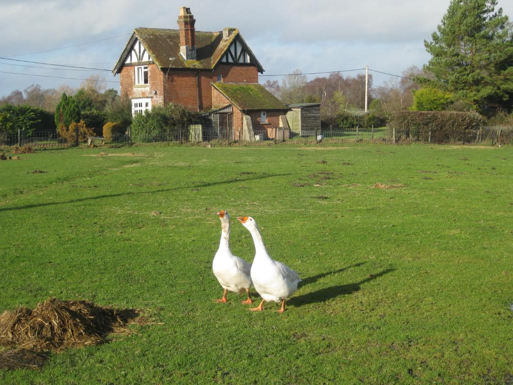 Whitemoor House B&B Lyndhurst Exteriör bild
